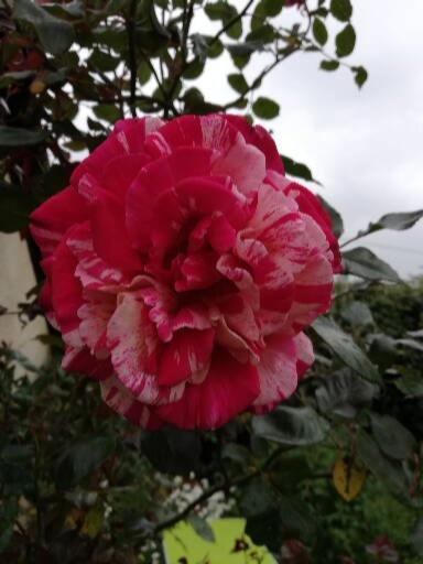 Au Coeur Du Jardin Villa La Boussac Ngoại thất bức ảnh